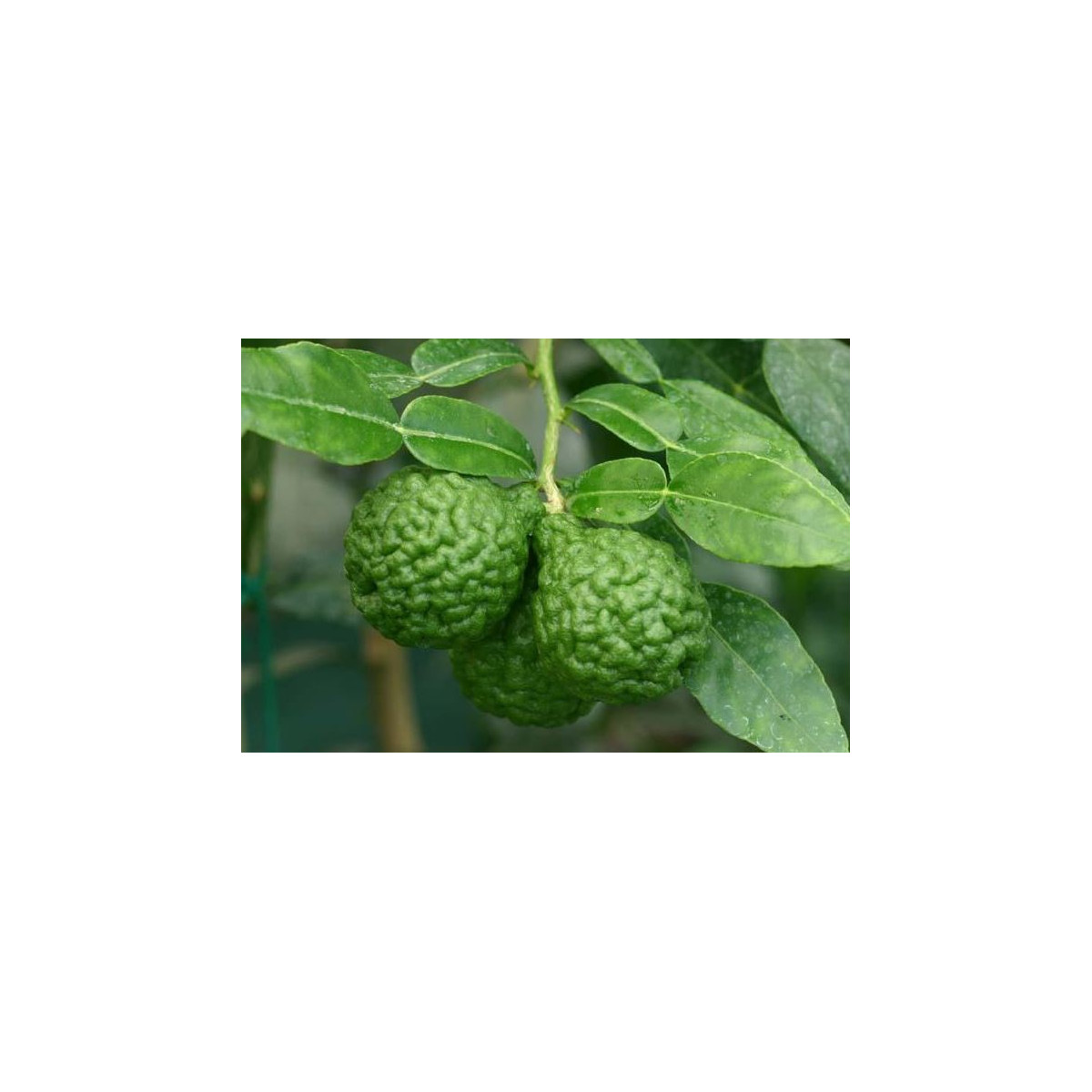 Kafrová limetka - Citrus hystrix - semena - 3 ks