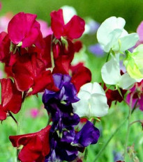 Hrachor vonný Cuthbertson směs - Lathyrus odoratus - semena - 16 ks