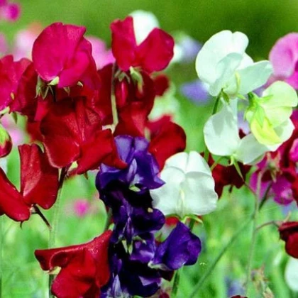 Hrachor vonný Cuthbertson směs - Lathyrus odoratus - semena - 16 ks