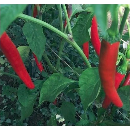Chilli Kim Chi - Capsicum chinense - semena - 6 ks