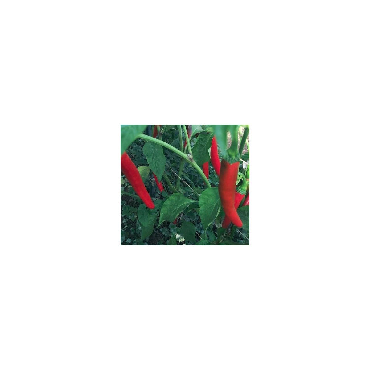 Chilli Kim Chi - Capsicum chinense - semena - 6 ks