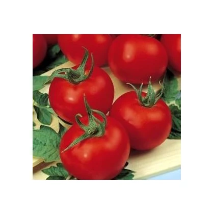BIO Rajče Hamlet F1 - Solanum lycopersicum - bio semena rajčete - 6 ks