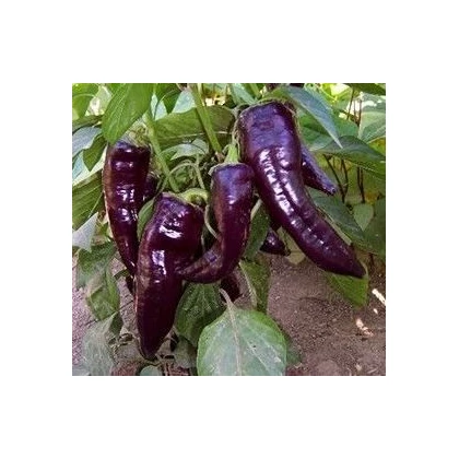 Paprika Marconi Purple - semena - 10 Ks