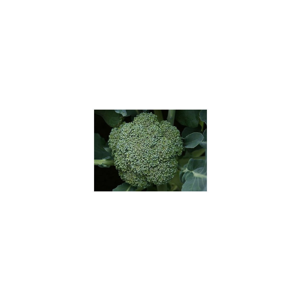 Brokolice Leonora - Brassica oleracea - semena - 100 ks