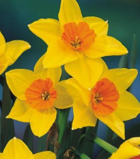 Voňavý narcis Suzy - prodej cibulek narcisů - 3 ks
