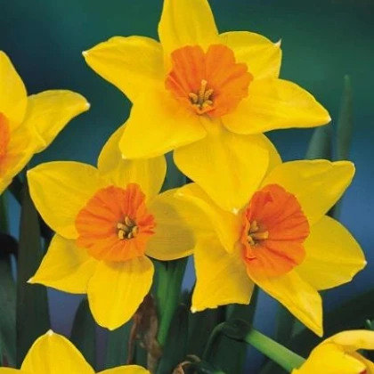 Voňavý narcis Suzy - prodej cibulek narcisů - 3 ks