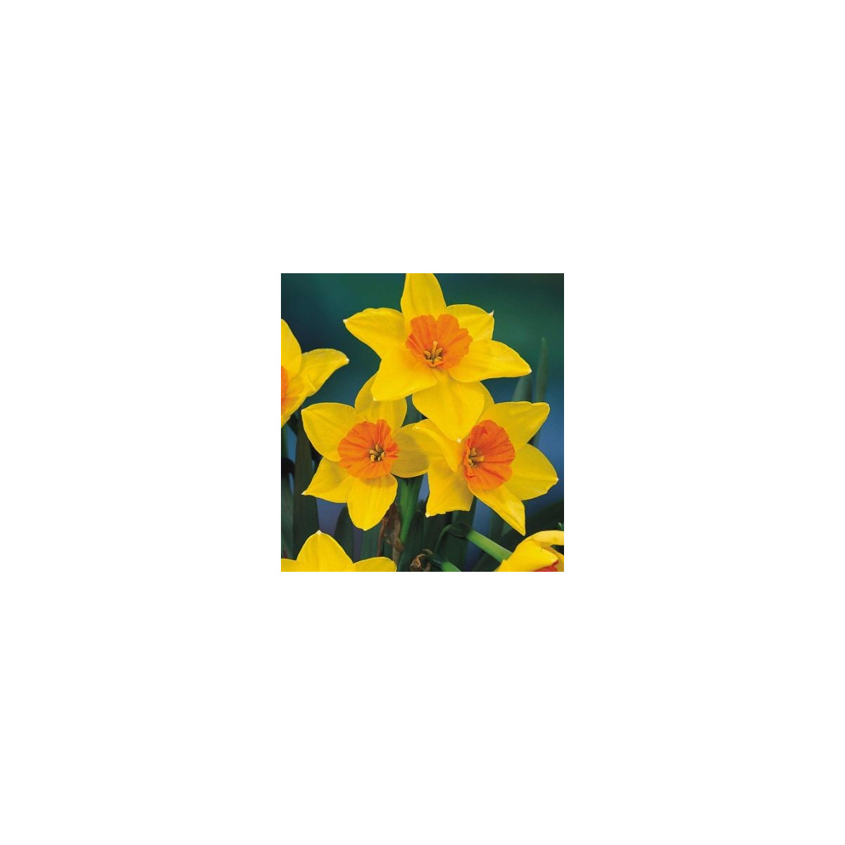 Voňavý narcis Suzy - prodej cibulek narcisů - 3 ks