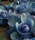 BIO Červené zelí Marner - Brassica oleracea - bio semena - 0,3 gr