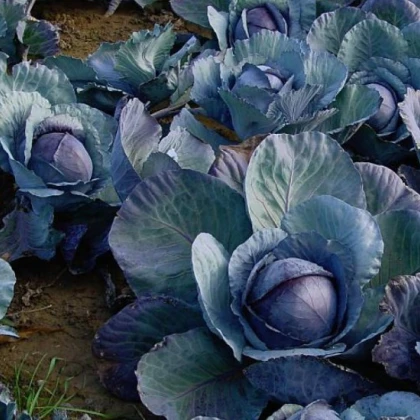 BIO Červené zelí Marner - Brassica oleracea - bio semena - 0,3 gr