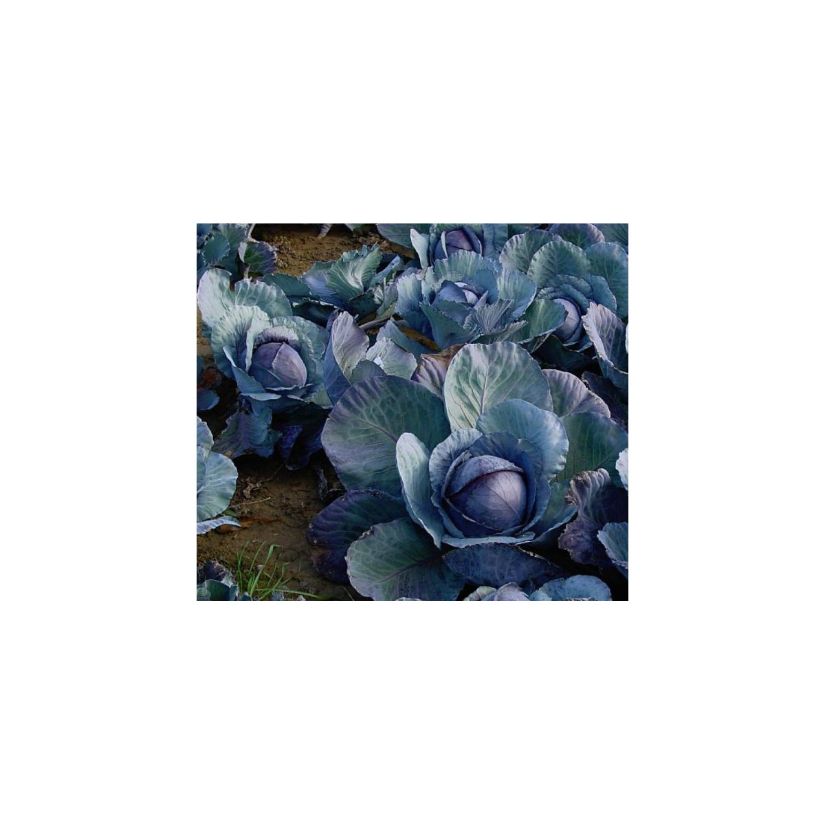 BIO Červené zelí Marner - Brassica oleracea - bio semena - 0,3 gr