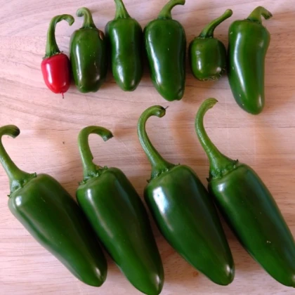 Chilli papričky - Chichimeca - semena - 6 ks