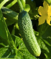 Okurka nakládačka pařížská - Cucumis sativus - semena - 15 ks