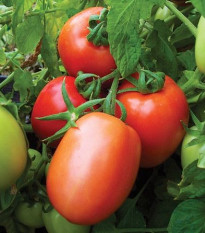 Rajče Salus - Solanum lycopersicum L. - semena - 0,2 g