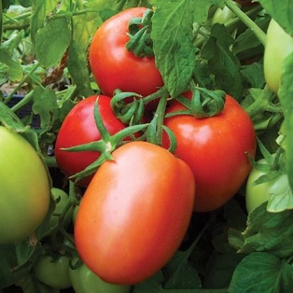 Rajče Salus - Solanum lycopersicum L. - semena - 0,2 g