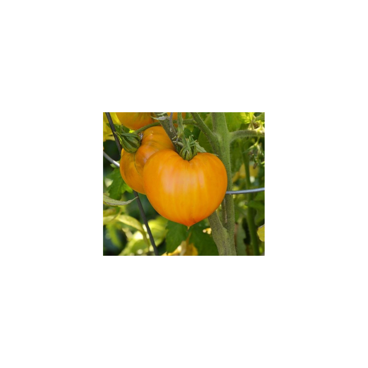 Rajče Oranžová jahoda – Lycopersicon lycopersicum – semena rajčat – 6 ks