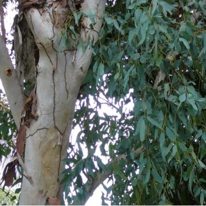 Eukalyptus kampanulata - prodej semen eukalyptu -Eucalyptus Campanulata - 7 ks