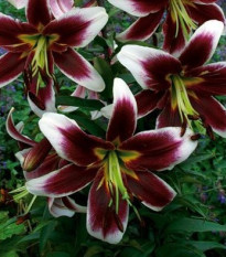 Lilie Ot Miss Lilly – Lilium – cibuloviny