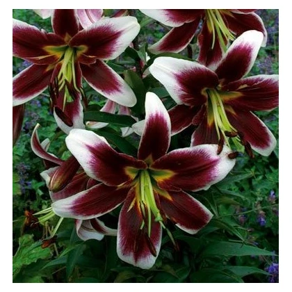 Lilie Ot Miss Lilly – Lilium – cibuloviny