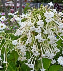 Semena tabáků – tabák only the lonely – Nicotiana sylvestris