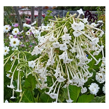 Semena tabáků – tabák only the lonely – Nicotiana sylvestris