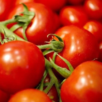 Semena rajčat – tyčkové rajče Mercedes F1 – Lycopersicon lycopersicum