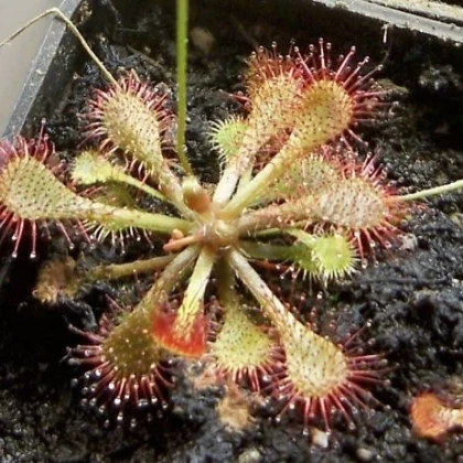 Rosnatka vláskatá – Drosera capillaris – semena rosnatky