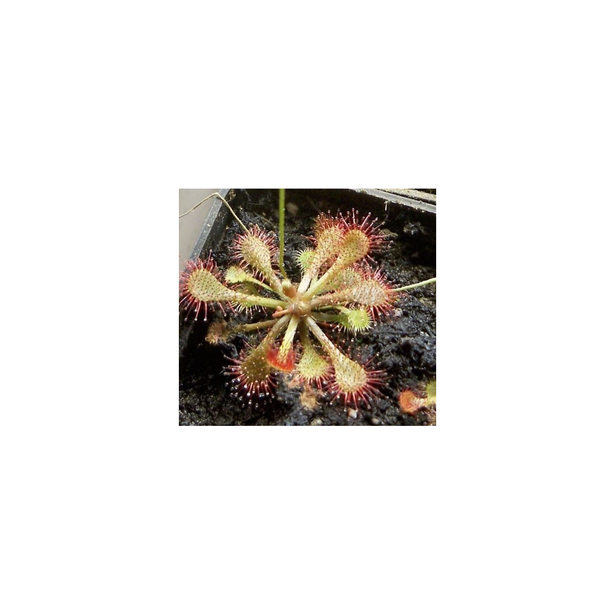 Rosnatka vláskatá – Drosera capillaris – semena rosnatky
