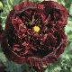 Mák Black Peony - Papaver somniferum - semena máku - 150 ks