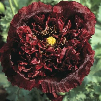 Mák Black Peony - Papaver somniferum - semena máku - 150 ks