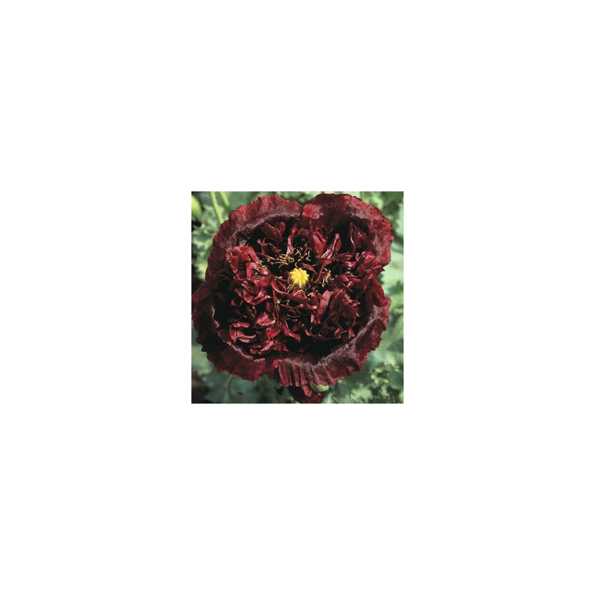 Mák Black Peony - Papaver somniferum - semena máku - 150 ks