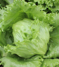 Salát ledový Saladin - Lactusa sativa - semena - 0,2 g