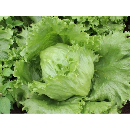 Salát ledový Saladin - Lactusa sativa - semena - 0,2 g