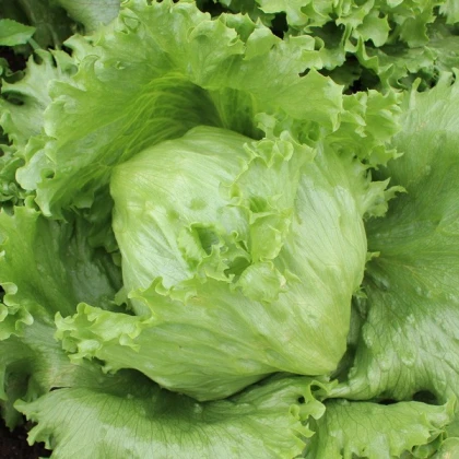 Salát ledový Saladin - Lactusa sativa - semena - 0,2 g