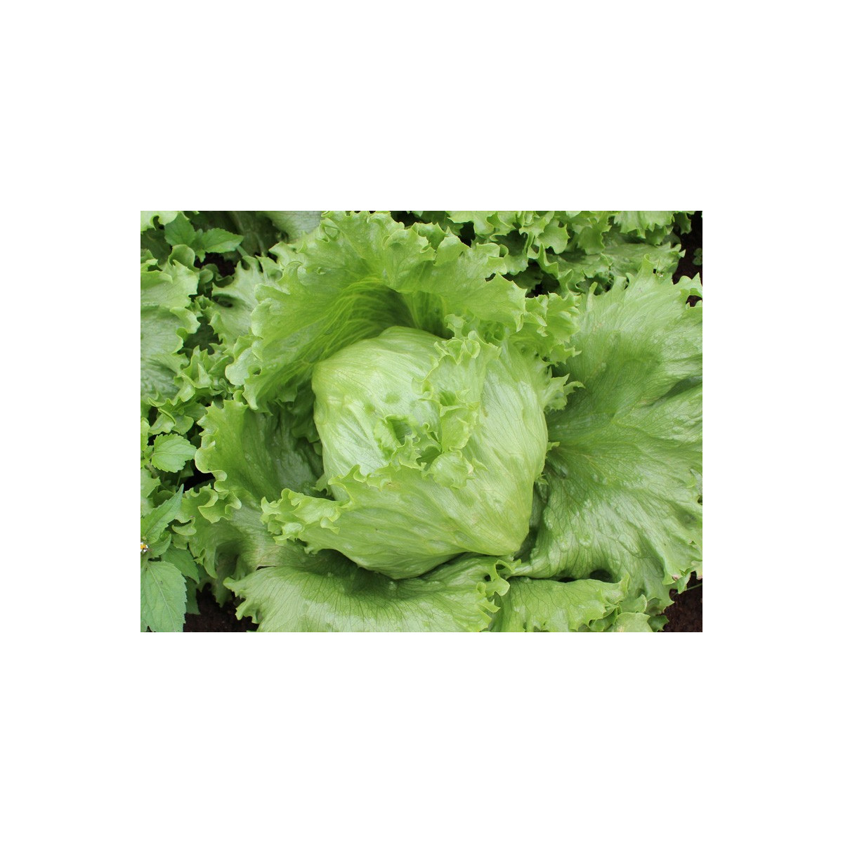 Salát ledový Saladin - Lactusa sativa - semena - 0,2 g