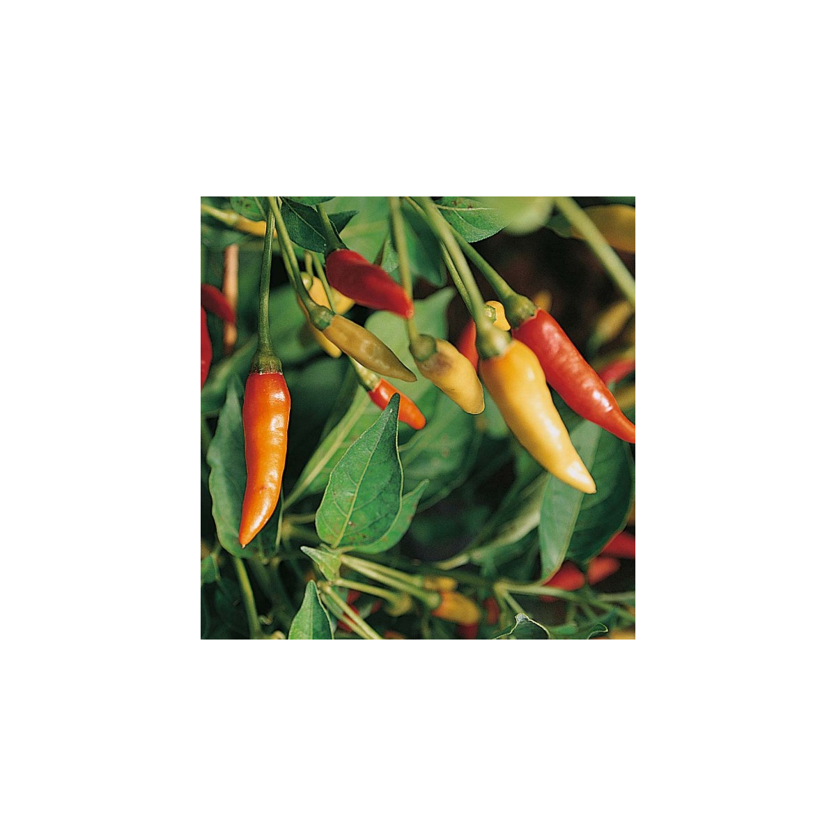 Chilli Tabasco - Capsicum frutescens - semena - 7 ks