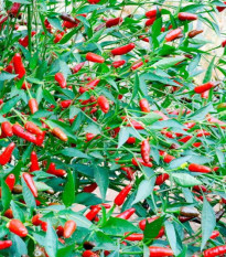Chilli Thai Hot – Capsicum annuum – semena chilli