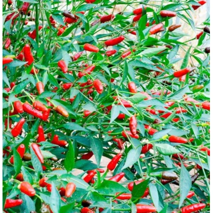 Chilli Thai Hot - Capsicum annuum - semena - 6 ks