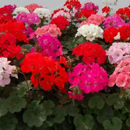 Muškát Paintbox směs - Pelargonium hybrids mix - semena - 8 ks