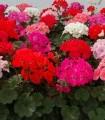 Muškát Paintbox směs - Pelargonium hybrids mix - semena - 8 ks