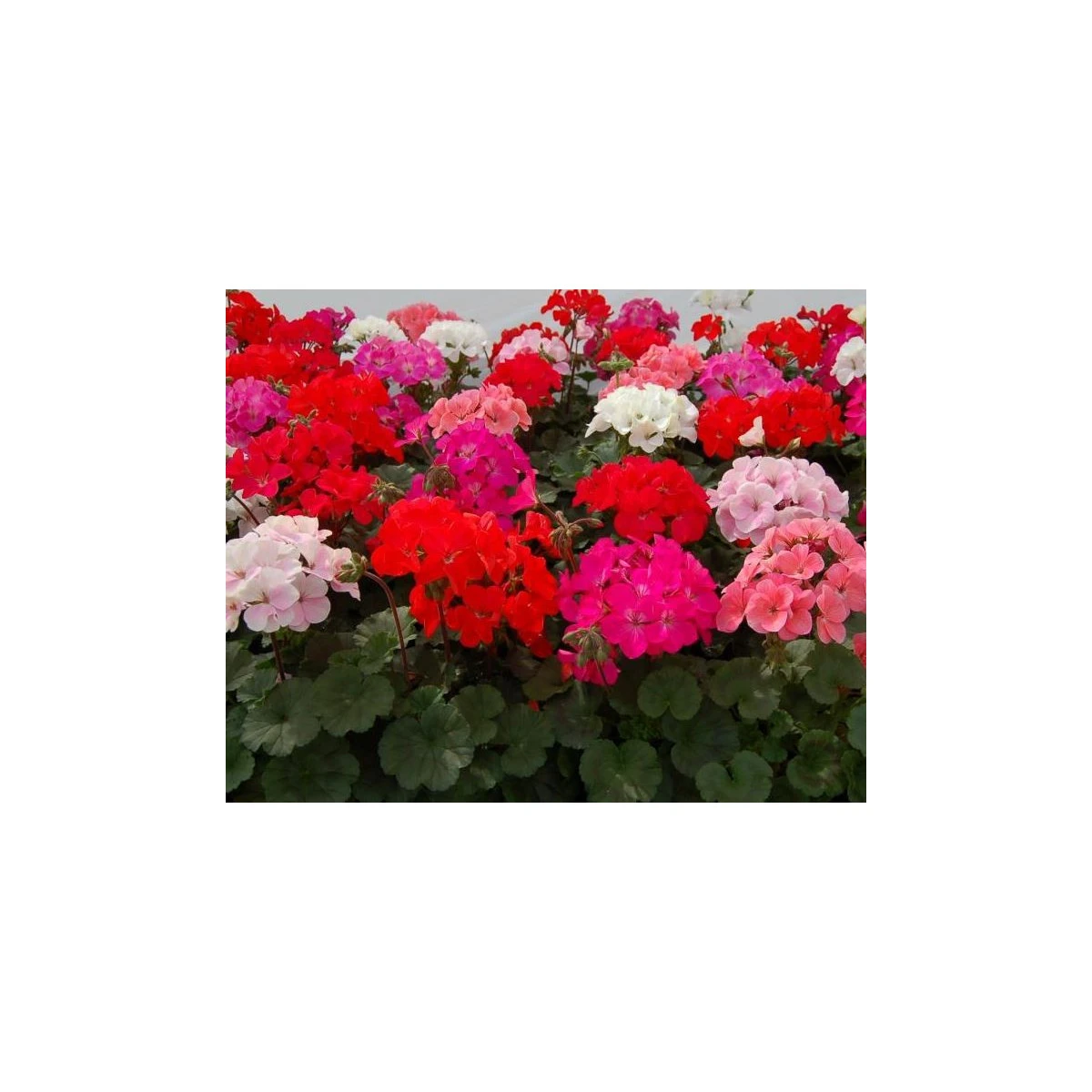 Muškát Paintbox směs - Pelargonium hybrids mix - semena - 8 ks