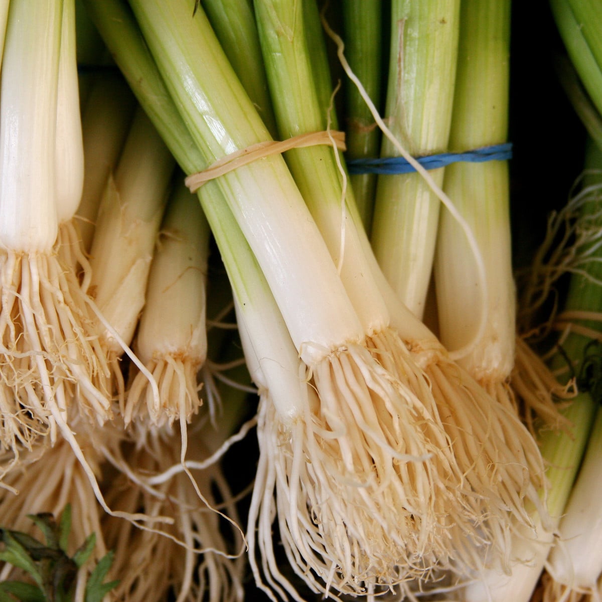 Cibule svazková Freddy - Allium fistulosum - 0,5 g