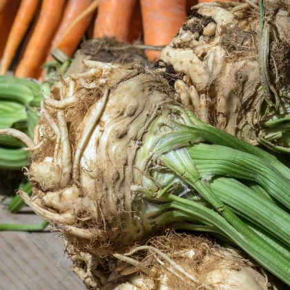 Celer bulvový - Apium graveolens - Giant Prague - semena - 0,3 gr