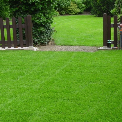 Berliner Tiergarten – kvalitní travní osivo – koupit semena trávy