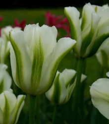 tulipn Spring green - Tulipa Spring green