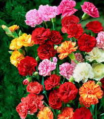 Hvozdík Karafiát - Mix barev - Dianthus caryophyllus - semena Hvozdíku - 130 ks