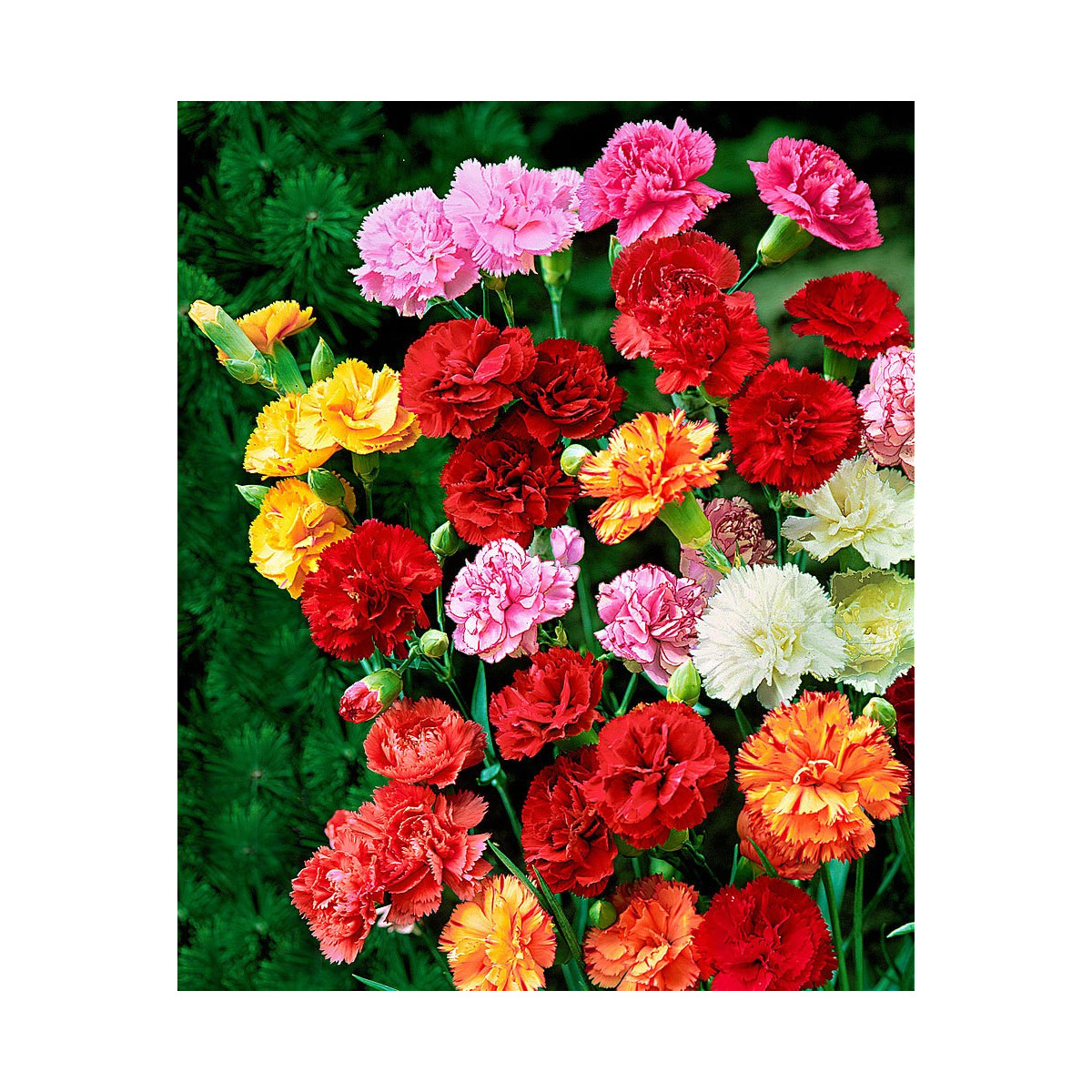 Hvozdík Karafiát - Mix barev - Dianthus caryophyllus - semena Hvozdíku - 130 ks