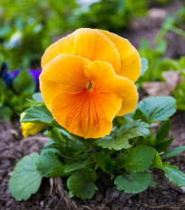 Maceška oranžová švýcarská Schweiter Riesen - Viola wittrockiana - prodej semen macešek - 0,3 gr