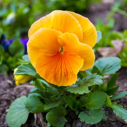 Maceška oranžová švýcarská Schweiter Riesen - Viola wittrockiana - prodej semen macešek - 0,3 gr