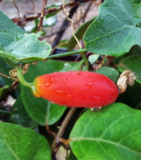 Coccinia grandis