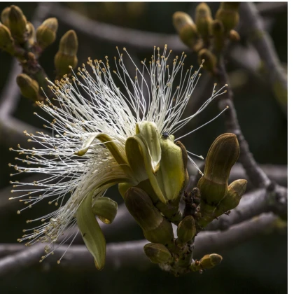 Pseudobombax millei - semena - 6 ks